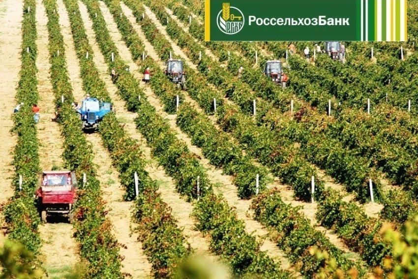За 7 месяцев 2017 года Краснодарский филиал РСХБ выдал 20,7 млрд рублей инвестиционных кредитов
