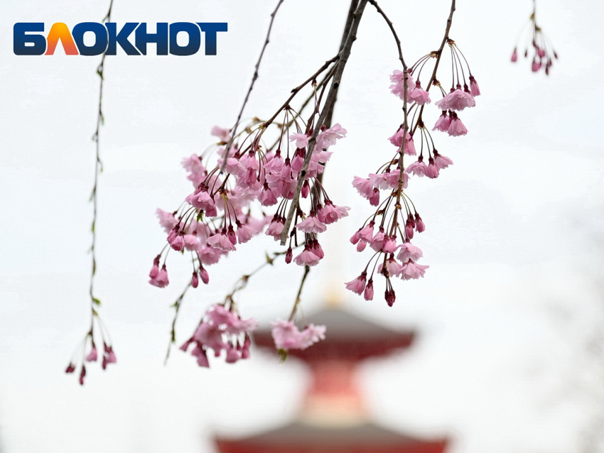 Облачная и теплая погода накроет Краснодар в пятницу