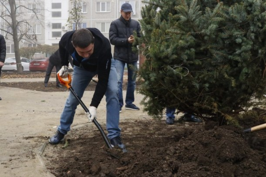  Мэр Первышов посадил несколько деревьев под Краснодаром 