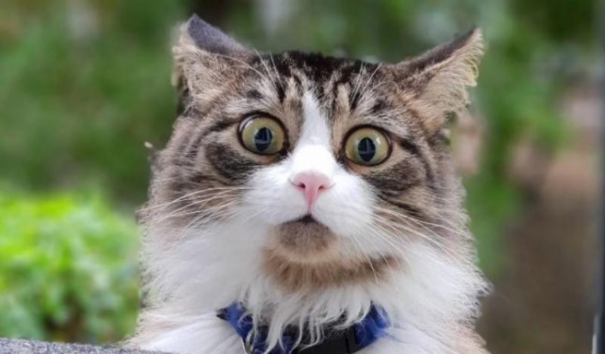 Туман снова окутает Краснодарский край 10 февраля