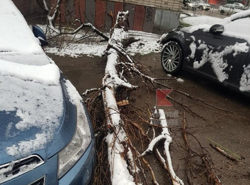 «Повезло», — в Краснодаре дерево упало между двух иномарок