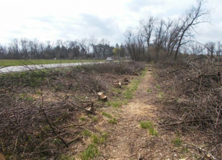 Полсотни деревьев незаконно срубили на севере Краснодара