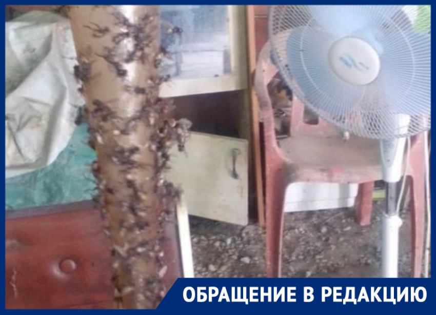 Жители Краснодара винят в нашествии мух местный учхоз