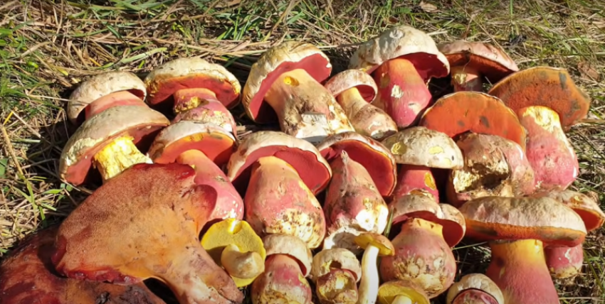 В Краснодарском крае пять человек отравились грибами