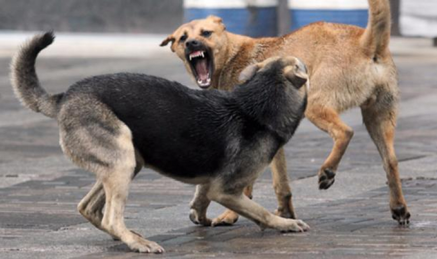 Житель Белоглинского района защищался от бродячих собак самодельным пистолетом