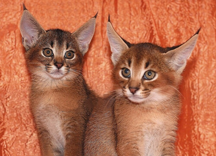 Несостоявшейся заводчице из Краснодарского края продали бесплодных кошек за 2,5 млн