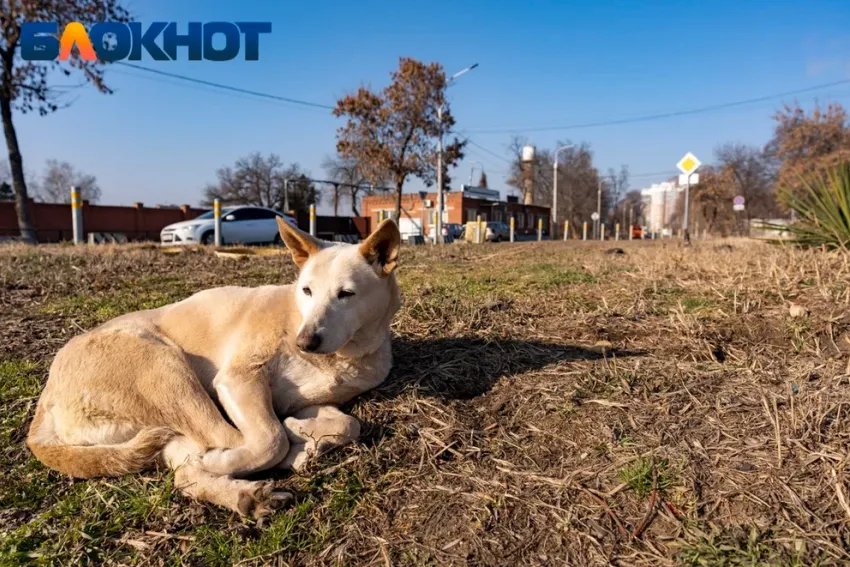 В Краснодарском крае установили штрафы до 100 тысяч рублей за нарушения при обращении с бездомными животными