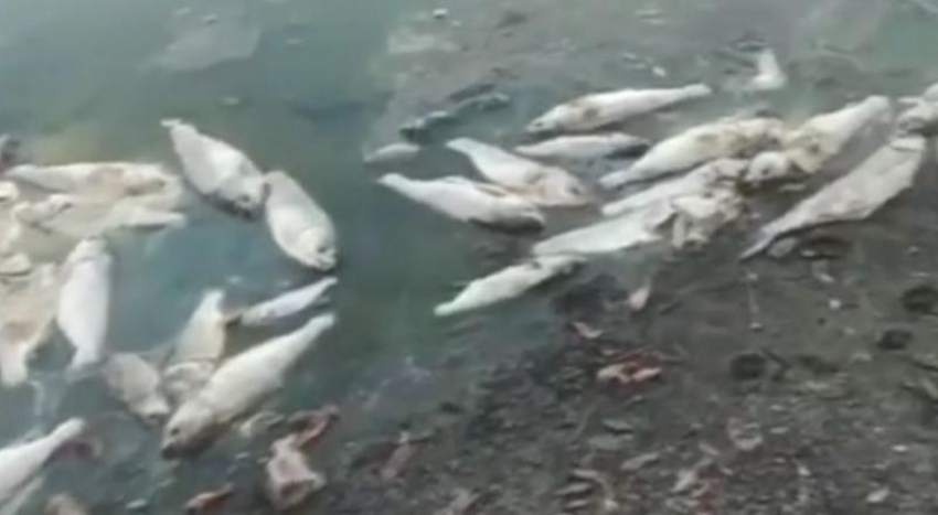 Массовая гибель рыбы в одном кубанском поселке попала на видео