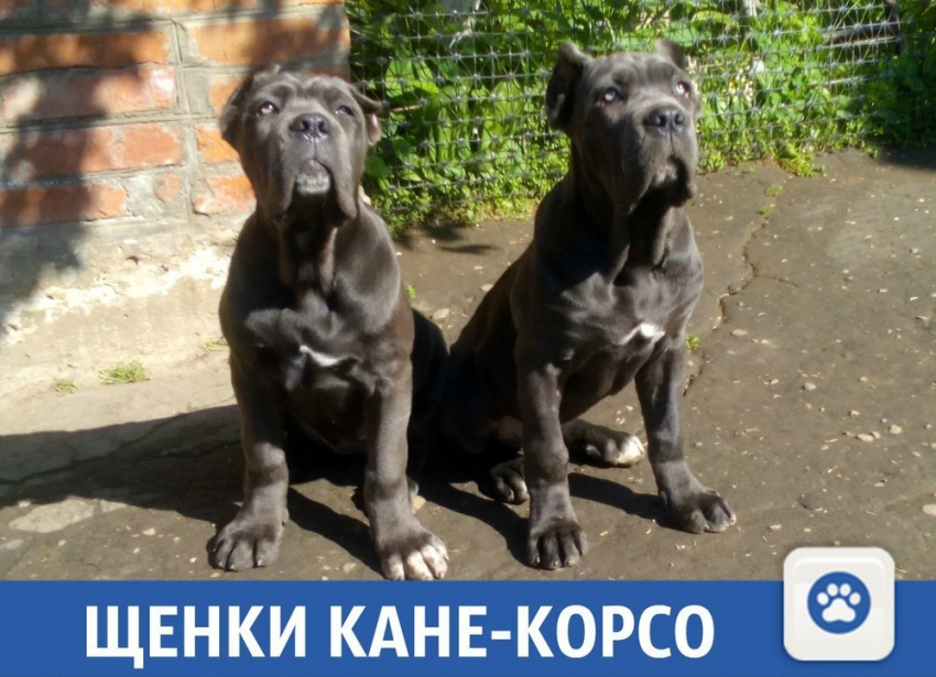 Верные друзья ищут новый дом на Кубани
