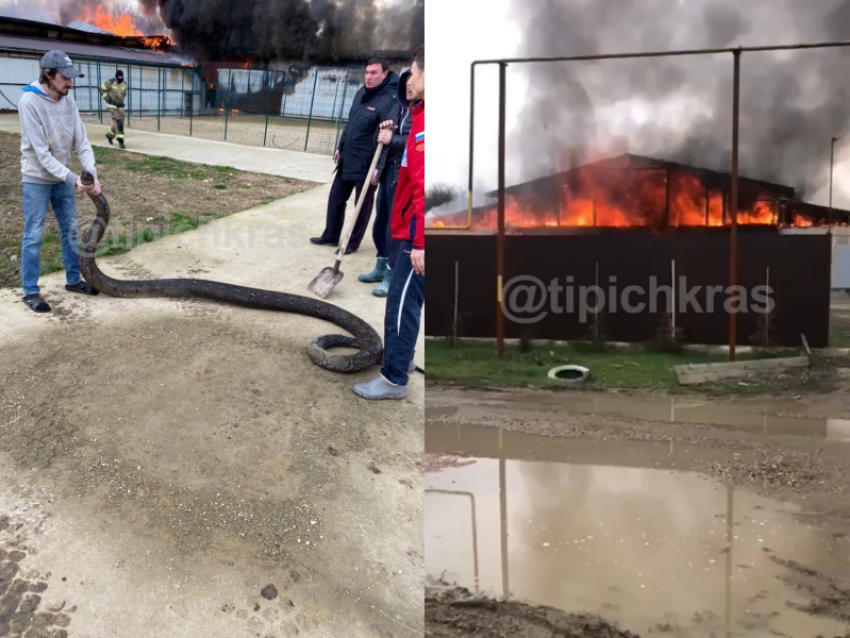 Огромные змеи и крокодилы уползли из-за пожара в доме-террариуме под Краснодаром