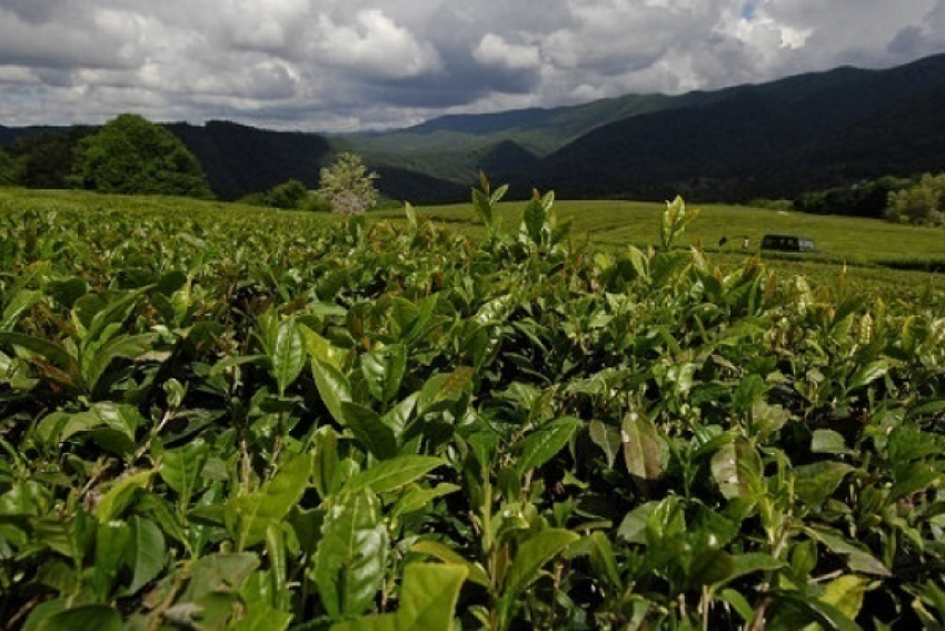 Британских туристов приглашают посетить Краснодарский край 