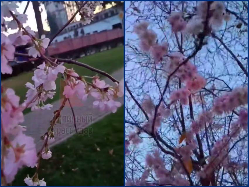 «У природы шок от погоды»: в Краснодаре зацвела слива в конце ноября