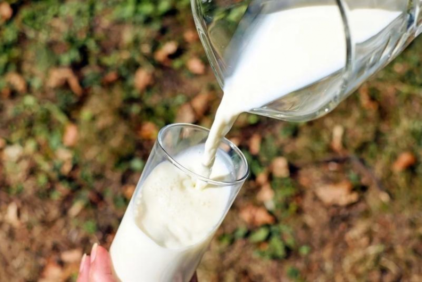 Россельхознадзор выявил фальсификацию кубанского молока