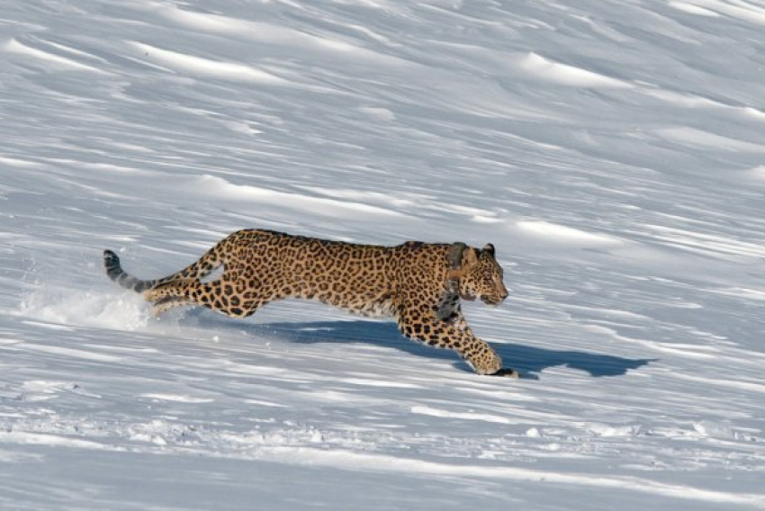 После неудачной охоты в горах Кавказского заповедника погибла самка леопарда Виктория 