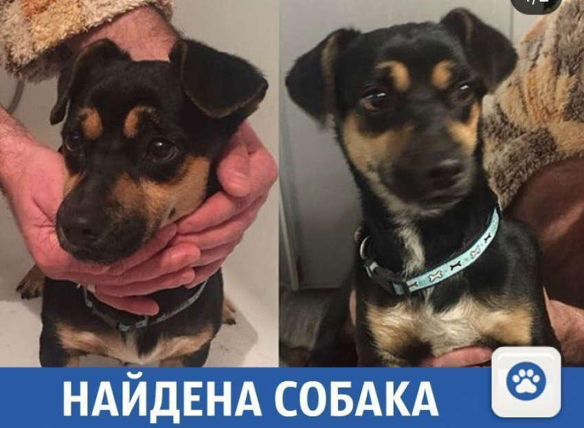 Милый щенок ищет старых или новых хозяев в Краснодаре