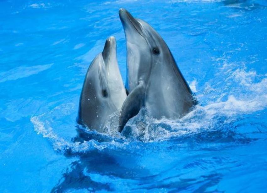Сочинские дельфины и автомобили определят порядок выступающих на «Новой волне»