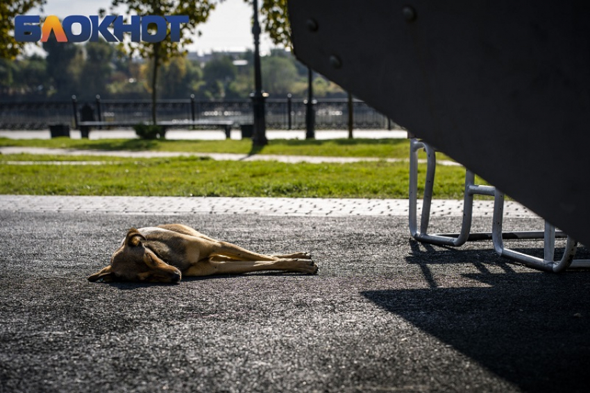 Живодёры избили собаку до полусмерти в станице под Краснодаром 