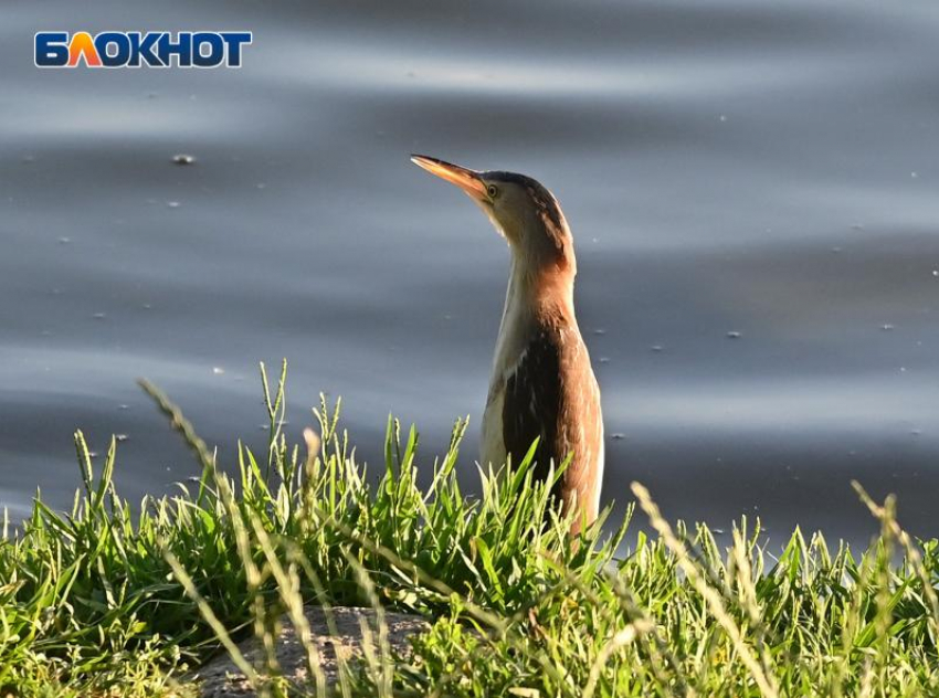 Жара не хочет уходить из Краснодара: о погоде на 15 июля 