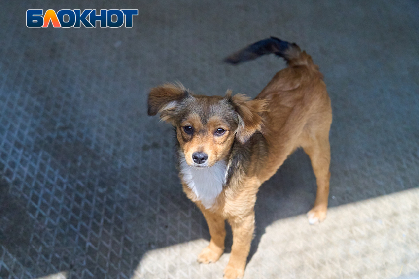 Стали известны районы планового отлова бездомных собак в Краснодаре 