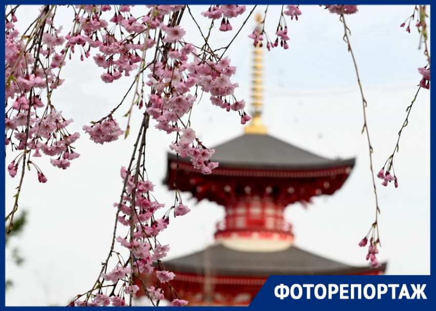 Словно попадаешь в другую страну: Японский сад в Краснодаре отмечает двухлетие
