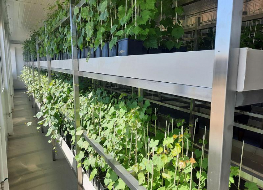 На Кубани открыли инновационную лабораторию ускоренной репродукции винограда