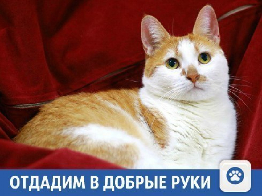 Отдадим умную кошку Асю в Краснодаре
