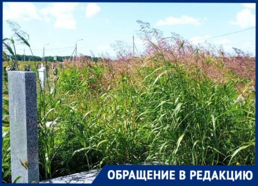 Надгробия утонули в траве на кладбище в Краснодаре 