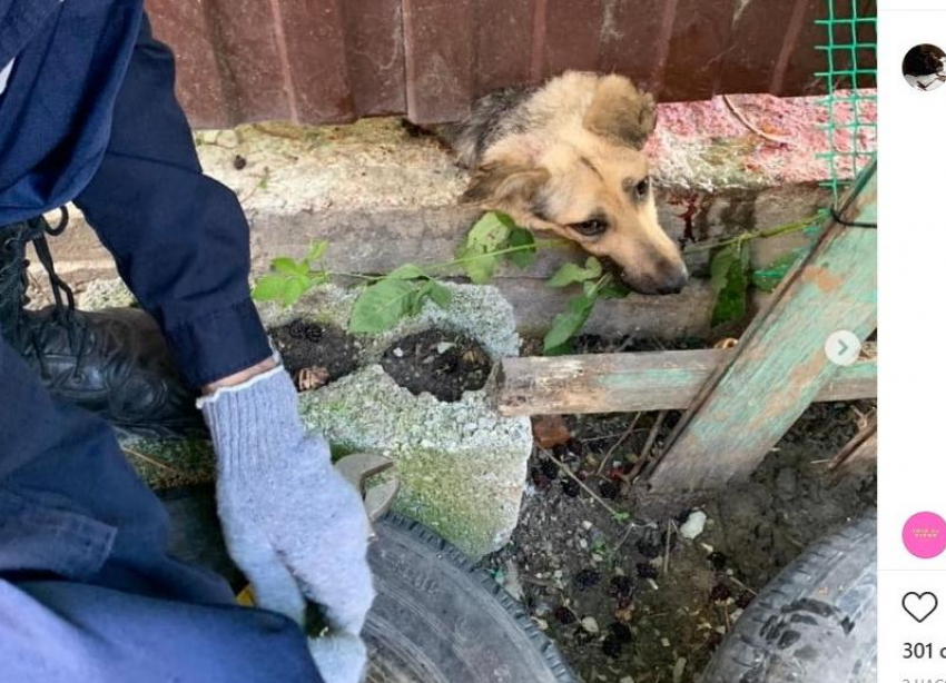 Спасатели разобрали забор, чтобы вытащить застрявшую собаку в Краснодарском крае