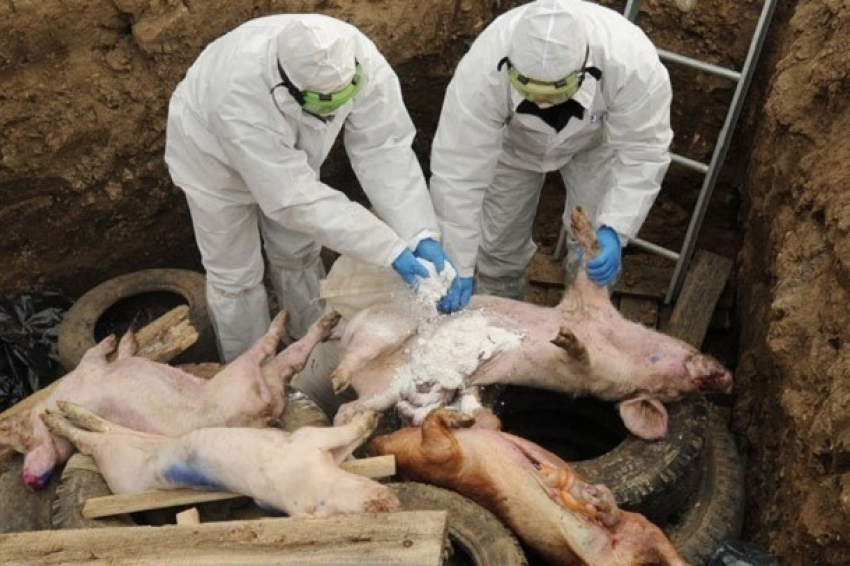 На Кубани из-за вспышки АЧС уничтожили 30 тыс. голов свиней 