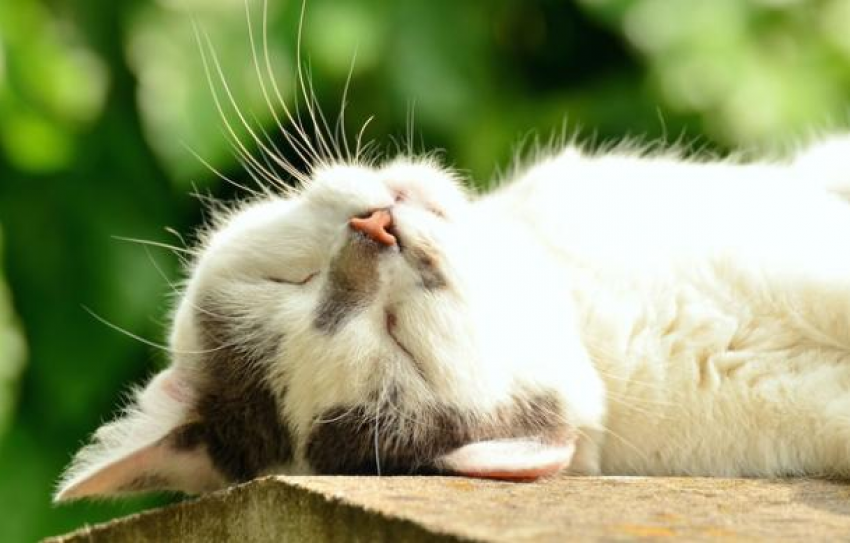 Последний выходной августа будет теплым на Кубани