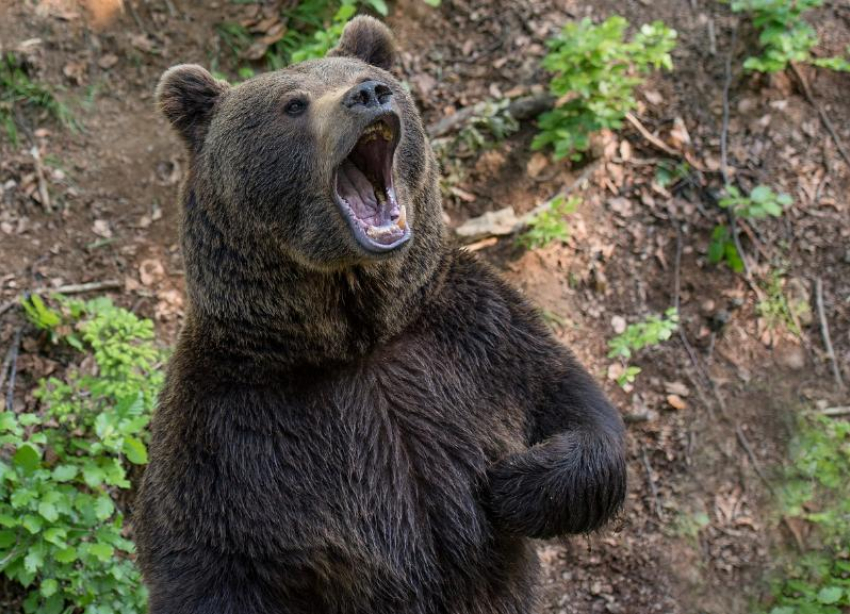 В России действительно медведи ходят по улицам: в Сочи сняли на видео лесного зверя