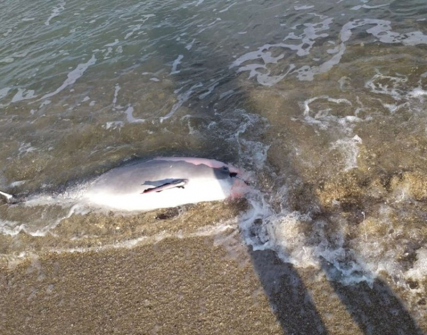 Смертельный вирус угрожает дельфинам в Азовском море