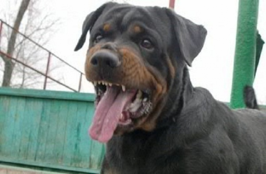 В Краснодарском крае бойцовские собаки загрызли хозяина