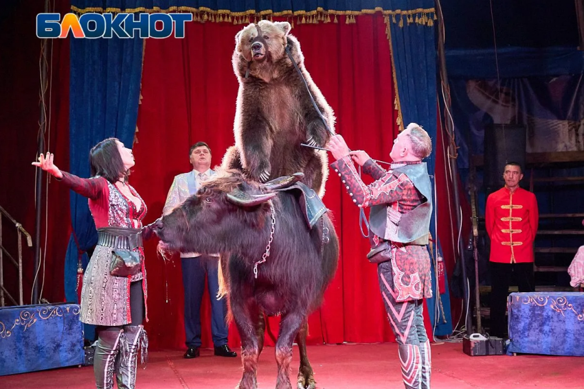 Медведи на буйволах и полёт без страховки: «Торнадо» ворвался в Краснодар с уникальным шоу