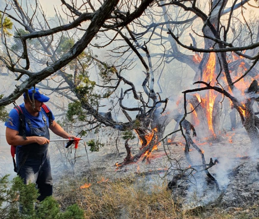 Пожар уничтожил тысячи деревьев в заповеднике «Утриш»: хроника событий 