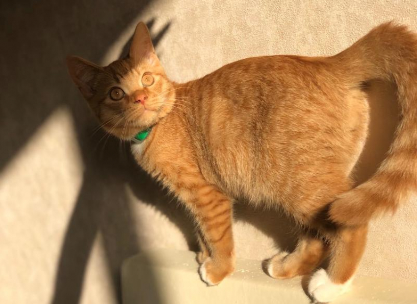 Чем ближе к Новому году, тем выше температура: прогноз погоды на Кубани 28 декабря