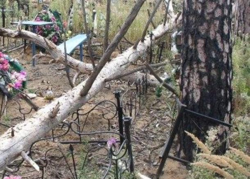 В Новороссийске «черные дровосеки» вырубили кладбищенские деревья