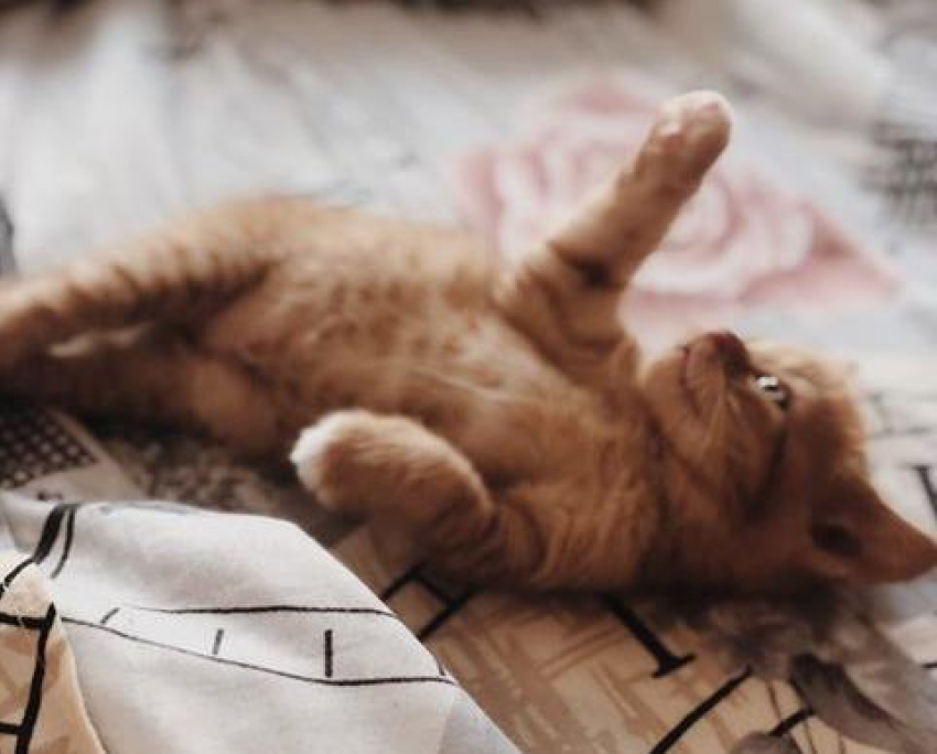 Переменная облачность и кратковременные дожди: погода на Кубани на 11 октября