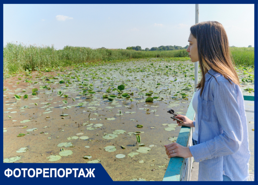 «Ищем спонсора, воду залить не можем»: в Краснодаре опасаются гибели легендарного озера лотосов