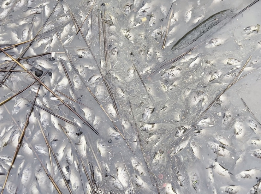 В Краснодаре после массовой гибели рыбы проверили воду в Карасунских прудах