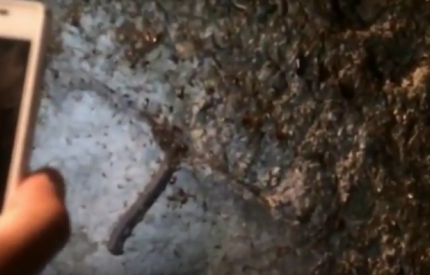  В Сочи по улицам города побежали полчища тараканов 