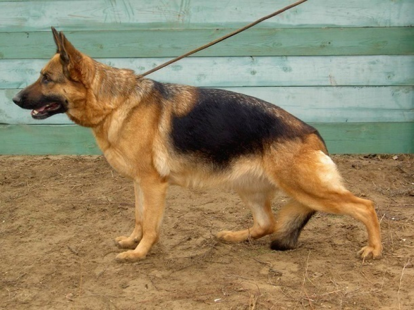 Спасенная кущевским полицейским собака пошла на службу в правоохранительные органы 