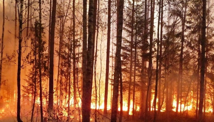 Предупреждение по чрезвычайной пожароопасности в Краснодарском крае продлили до 25 июля 