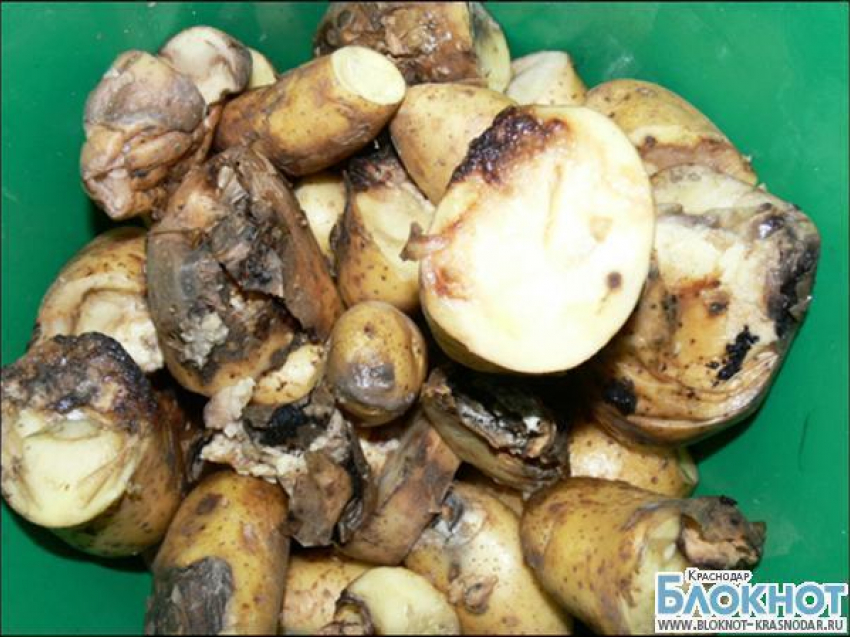 В Новороссийске задержали 28 тонн зараженного картофеля