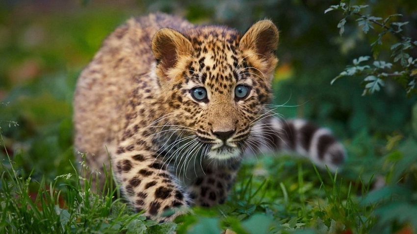 Сайт, торговавший леопардами на Кубани, прикрыла прокуратура