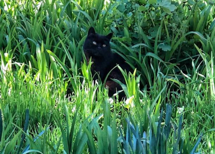 Ночью до -2 градусов, днем до +17 градусов ожидается на Кубани 