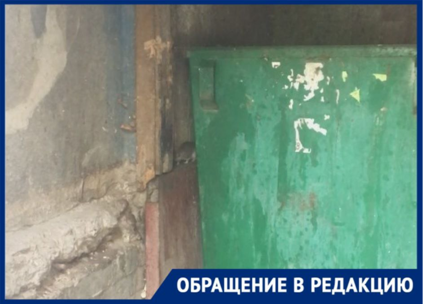 В Краснодаре многоквартирный дом борется с оккупацией крыс: видео