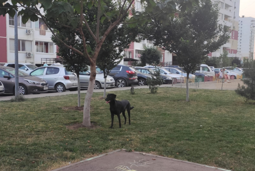 Краснодарец спустил с поводка огромного пса на детской площадке