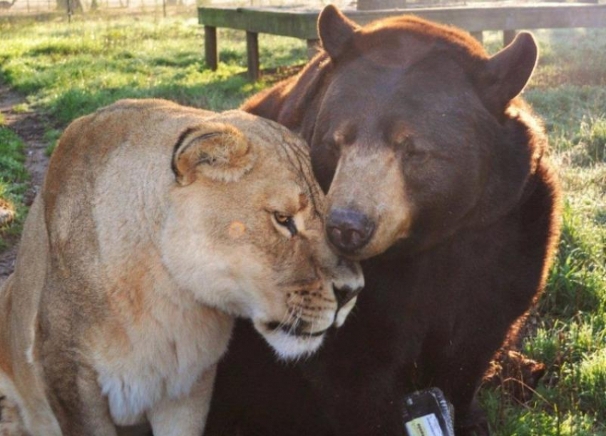 У жителя Кубани изъяли льва, медведя и коршуна для передачи в зоопарк