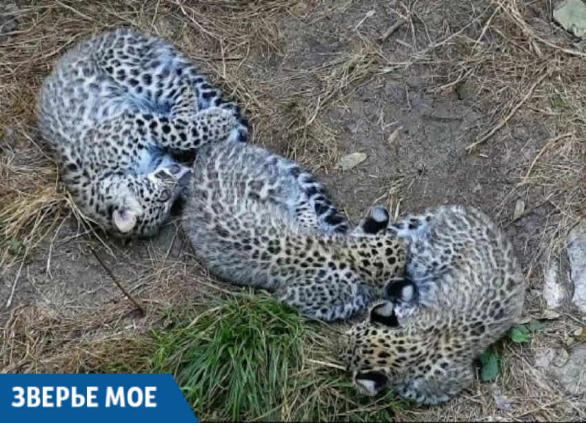 Детенышам леопарда в Сочи придумали имена
